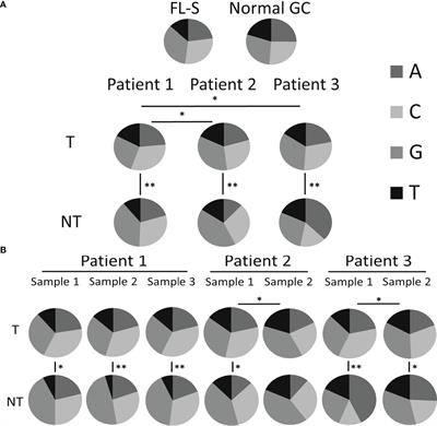 Mutational patterns along different evolution paths of follicular lymphoma